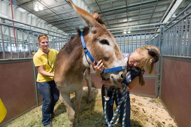 Donkey Saves Four Other Animals From High Park Fire